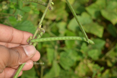 Pueraria phaseoloides